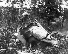  L’utilizzo dei piccioni nella prima guerra mondiale
